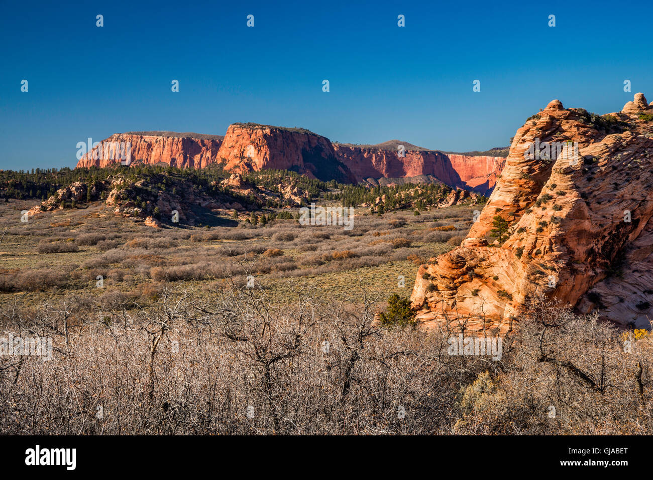 Hop-Tal, Firepit Knoll auf rechten Seite, Red Butte in Ferne, Blick vom Kolob Terrasse Road, Zion Nationalpark, Utah, USA Stockfoto