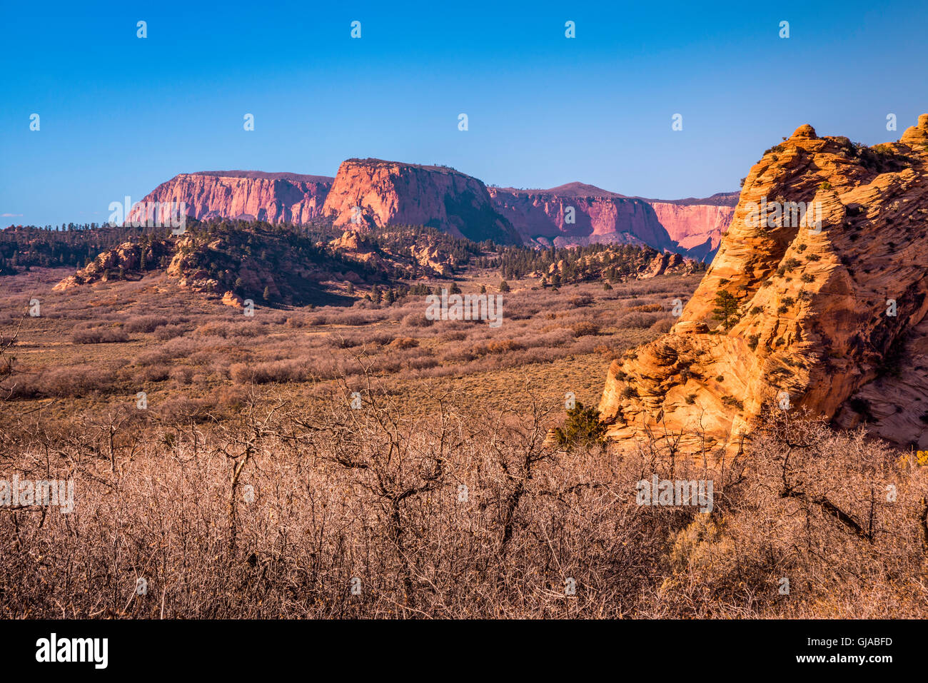 Hop-Tal, Firepit Knoll auf rechten Seite, Red Butte in Ferne, Blick vom Kolob Terrasse Road, Zion Nationalpark, Utah, USA Stockfoto