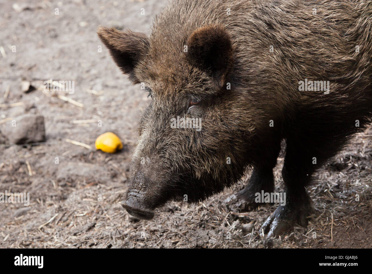 Wildschwein (Sus Scrofa). Stockfoto