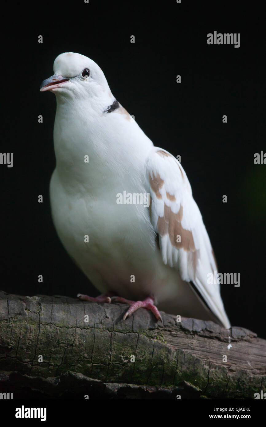 Gefleckte Taube (Spilopelia Chinensis Chinensis). Stockfoto