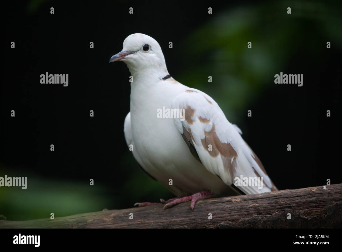 Gefleckte Taube (Spilopelia Chinensis Chinensis). Stockfoto