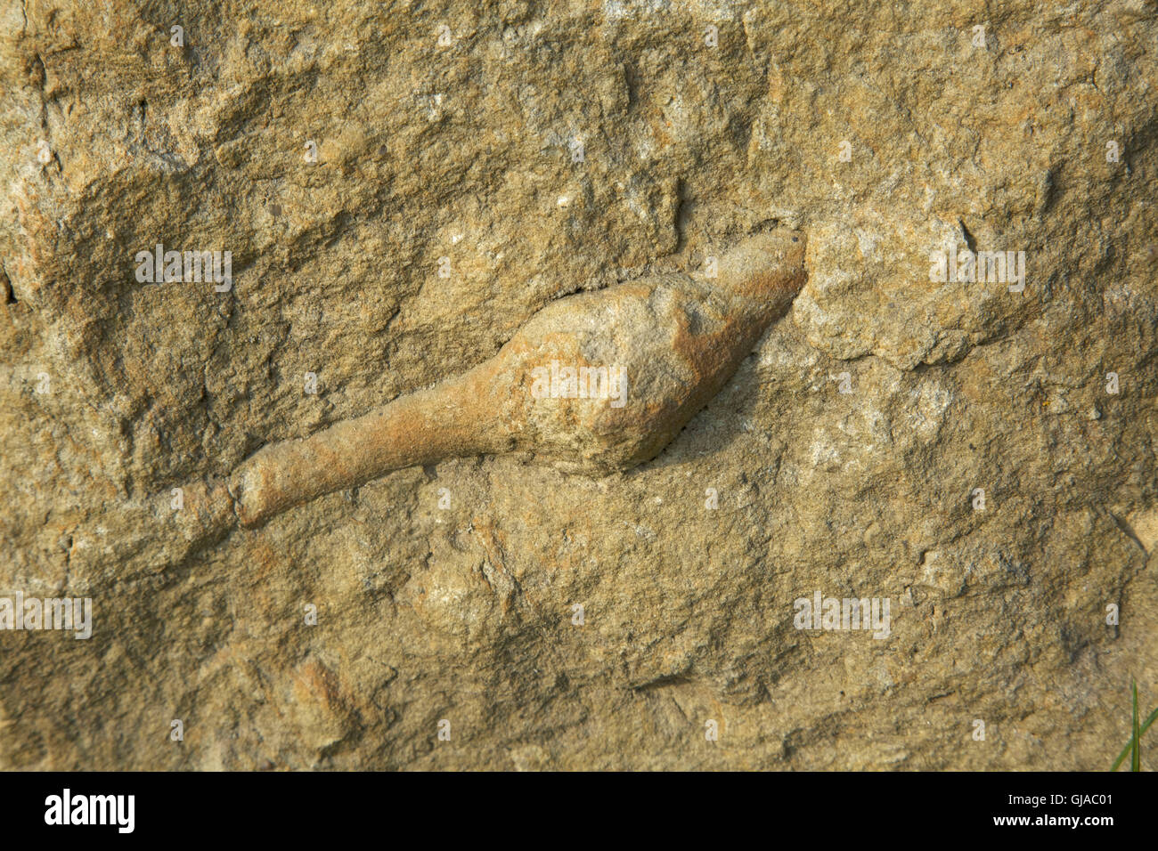 Fossil, Meer Lilie, Sandstein, Sächsische Schweiz, Nähe Schöna, Stockfoto