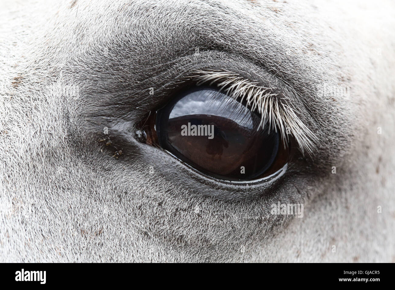 Eine Nahaufnahme Foto des unglaublichen Details in einem Pferde Auge am großen Yorkshire show in Harrogate, North Yorkshire, UK. Stockfoto