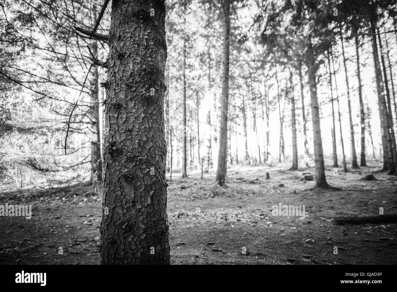 Wald Fotos mit natürlichem Licht, Deutschland Stockfoto
