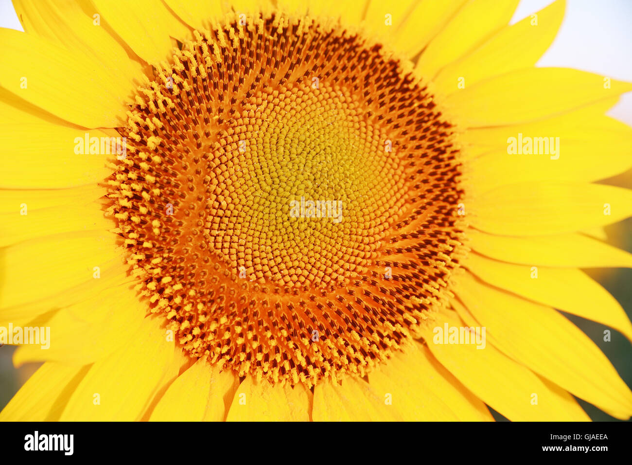 Sonnenblume Nahaufnahme Stockfoto