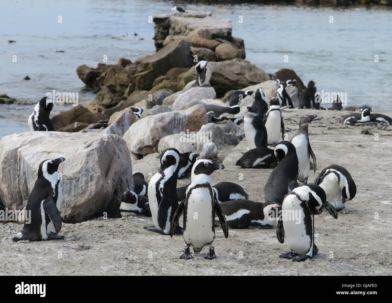 Afrikanische Pinguin, Jackass Penguin und Black-footed Pinguin von Bettys Bay, Südafrika Stockfoto
