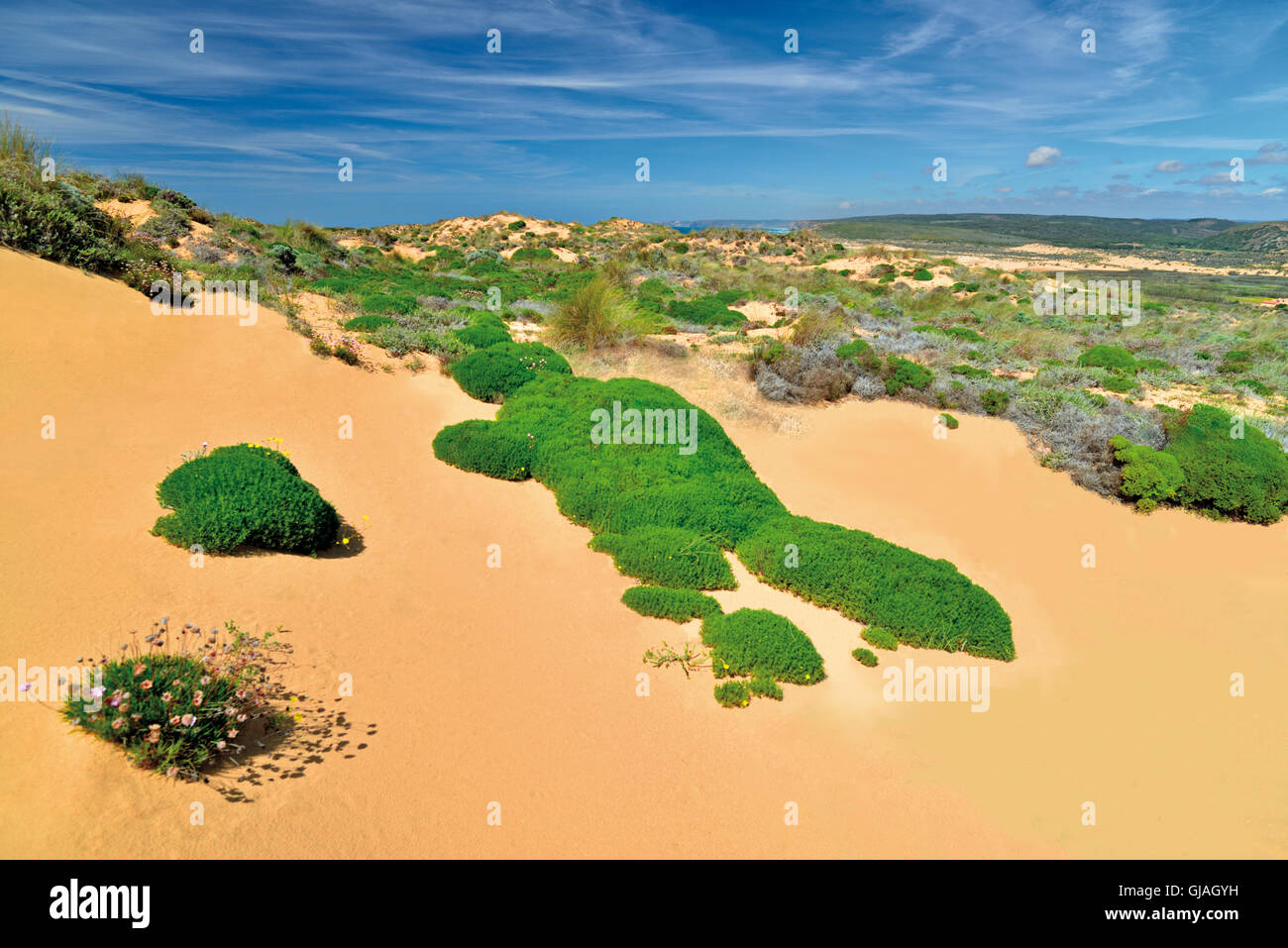 Portugal, Algarve: Sanddünen mit Küstenvegetation in der Natur Park Costa Vicentina Stockfoto