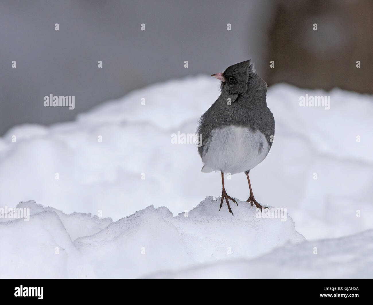 Dunkel-gemustertes Junco (Junco Hyemalis). Acadia Nationalpark in Maine, USA. Stockfoto