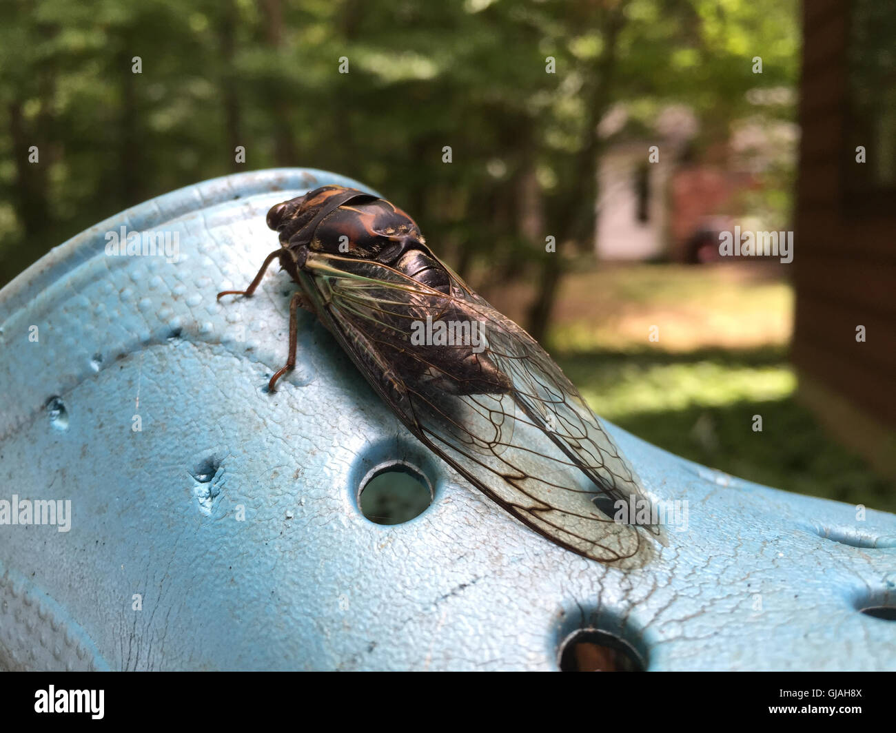 Zikade auf Garten Schuhe. Stockfoto