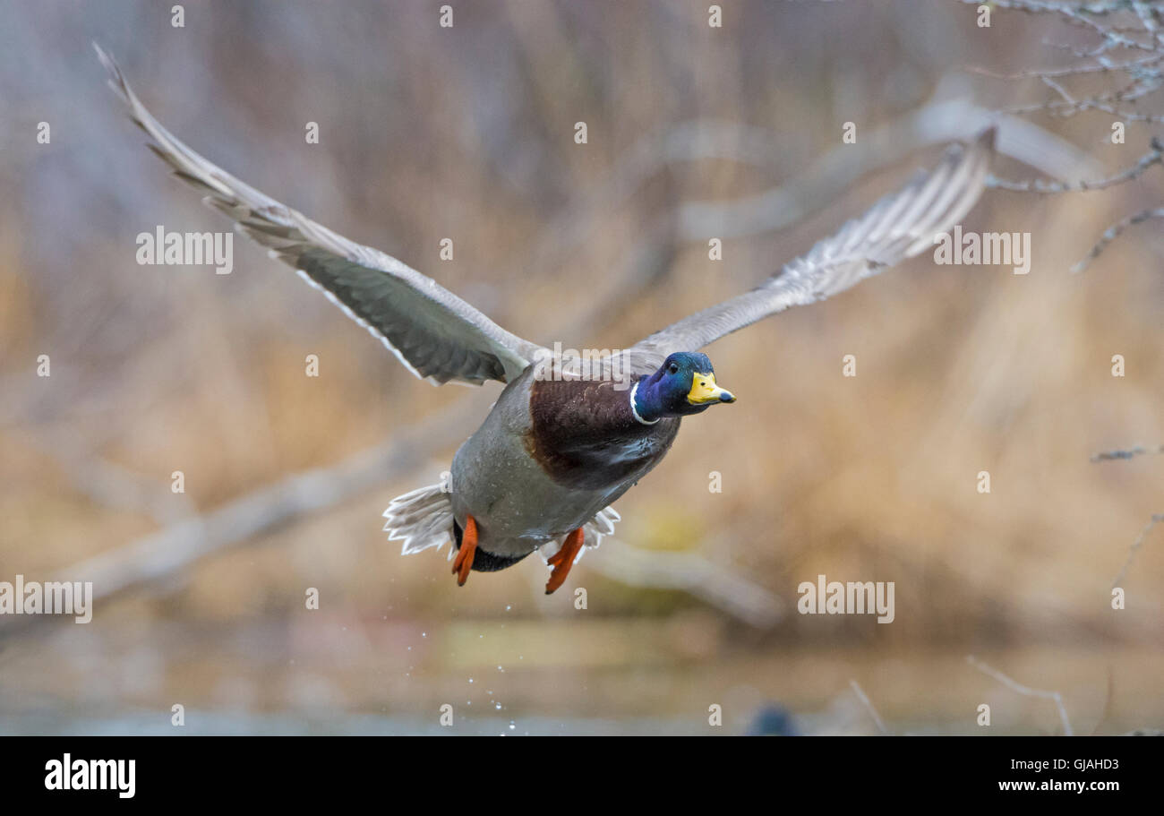 Stockente (Anas Platyrhynchos). Acadia Nationalpark in Maine, USA. Stockfoto