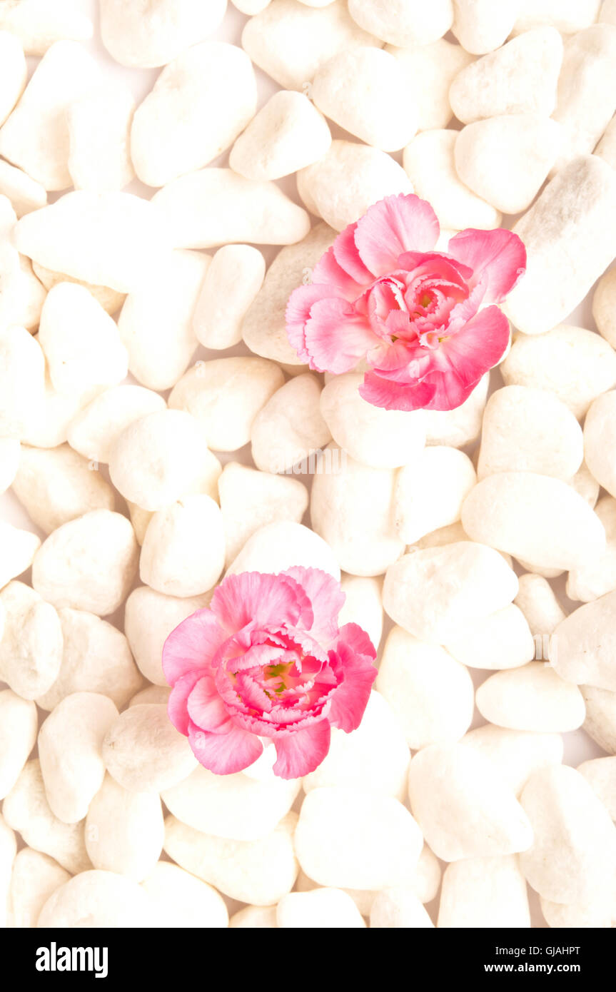 Rosa Nelke Blumen - Achtsamkeit Konzept Stockfoto
