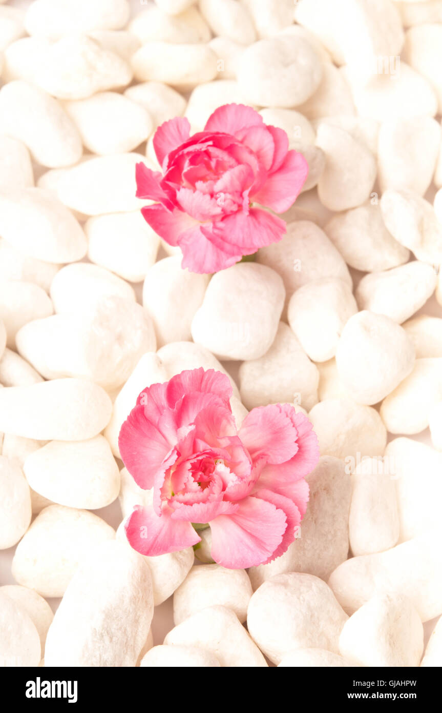 Rosa Nelke Blumen - Achtsamkeit Konzept Stockfoto