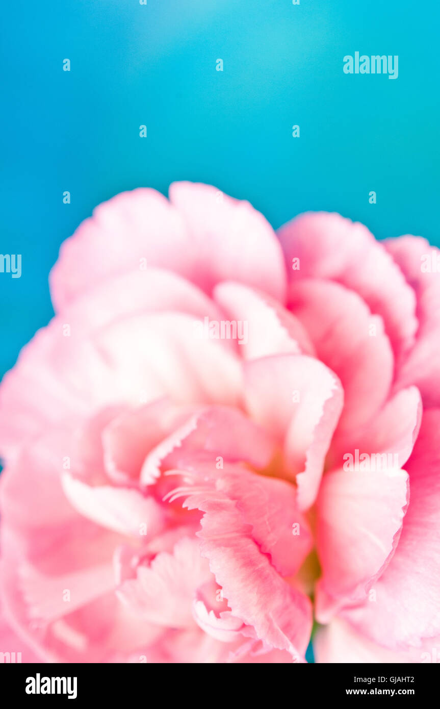 rosa Nelke Blume in der Nähe von Wasser Stockfoto