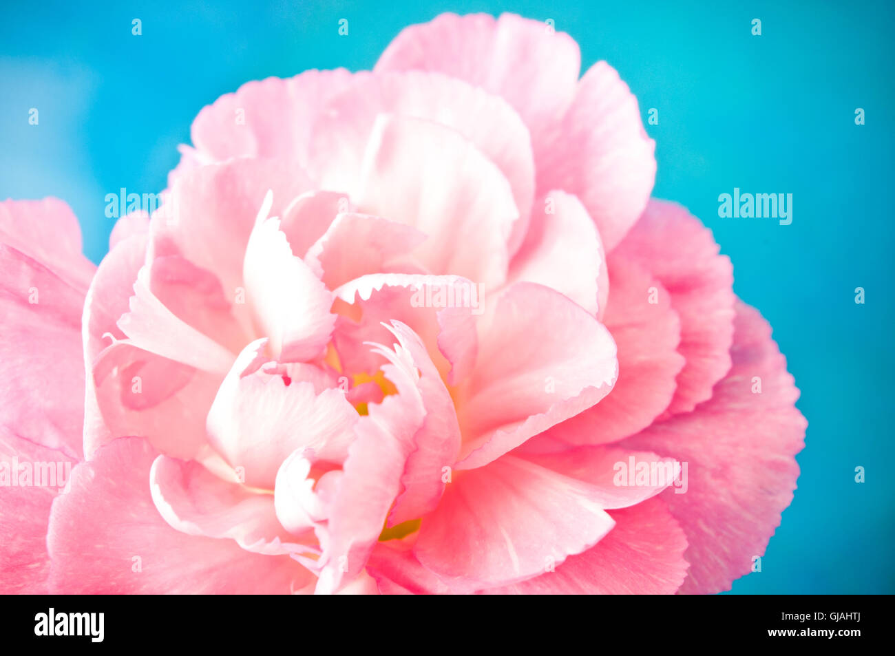 rosa Nelke Blume in der Nähe von Wasser Stockfoto