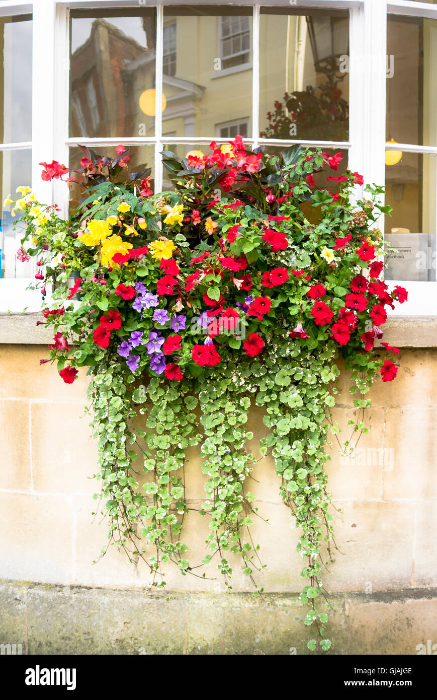 Bunte Fenster-Box mit Blumen auf einem West-Erker in einer Stadt Stockfoto