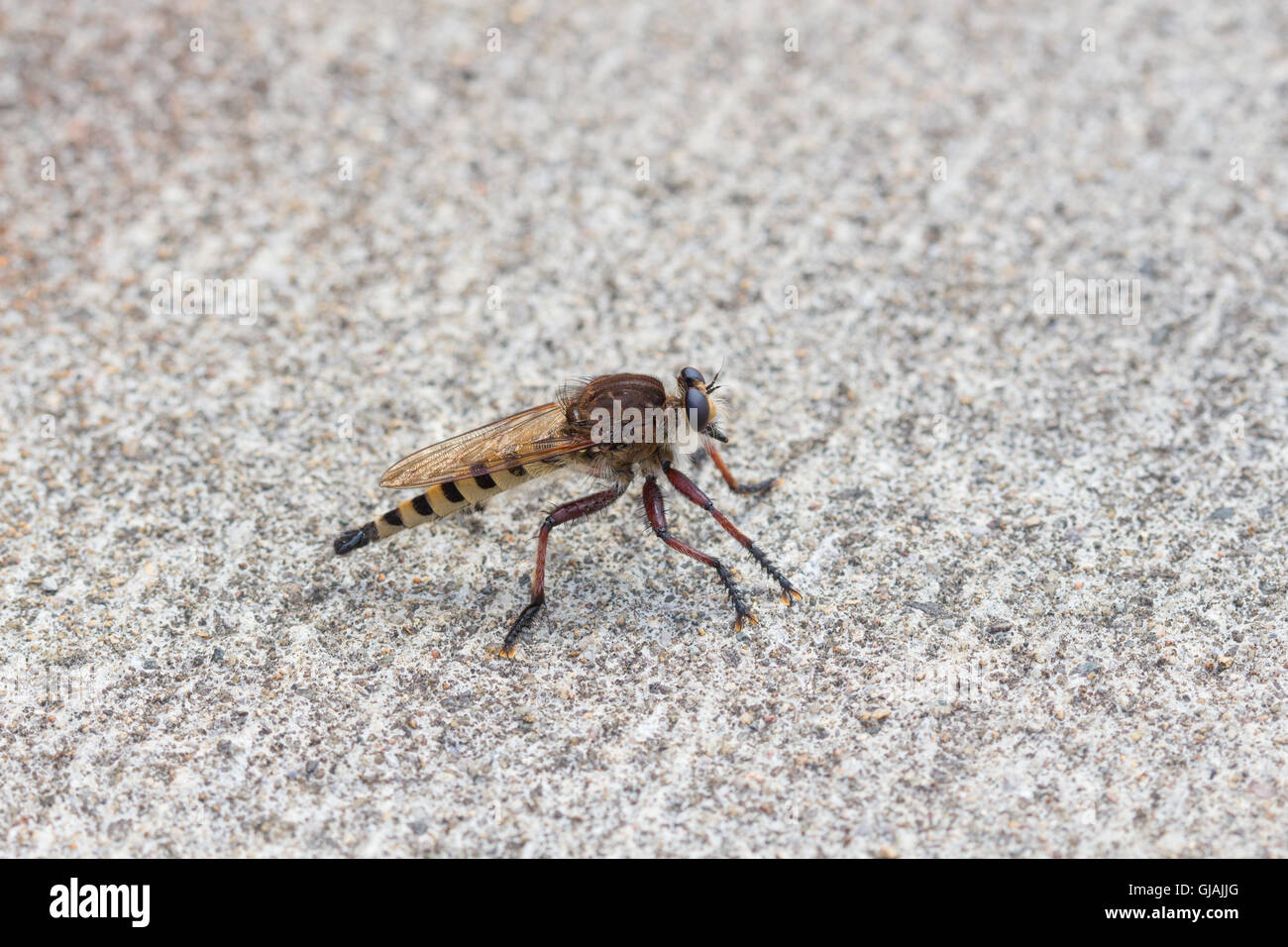 Ein Räuber fliegen (Asilidae) sitzen auf Asphalt, Indiana, Vereinigte Staaten Stockfoto