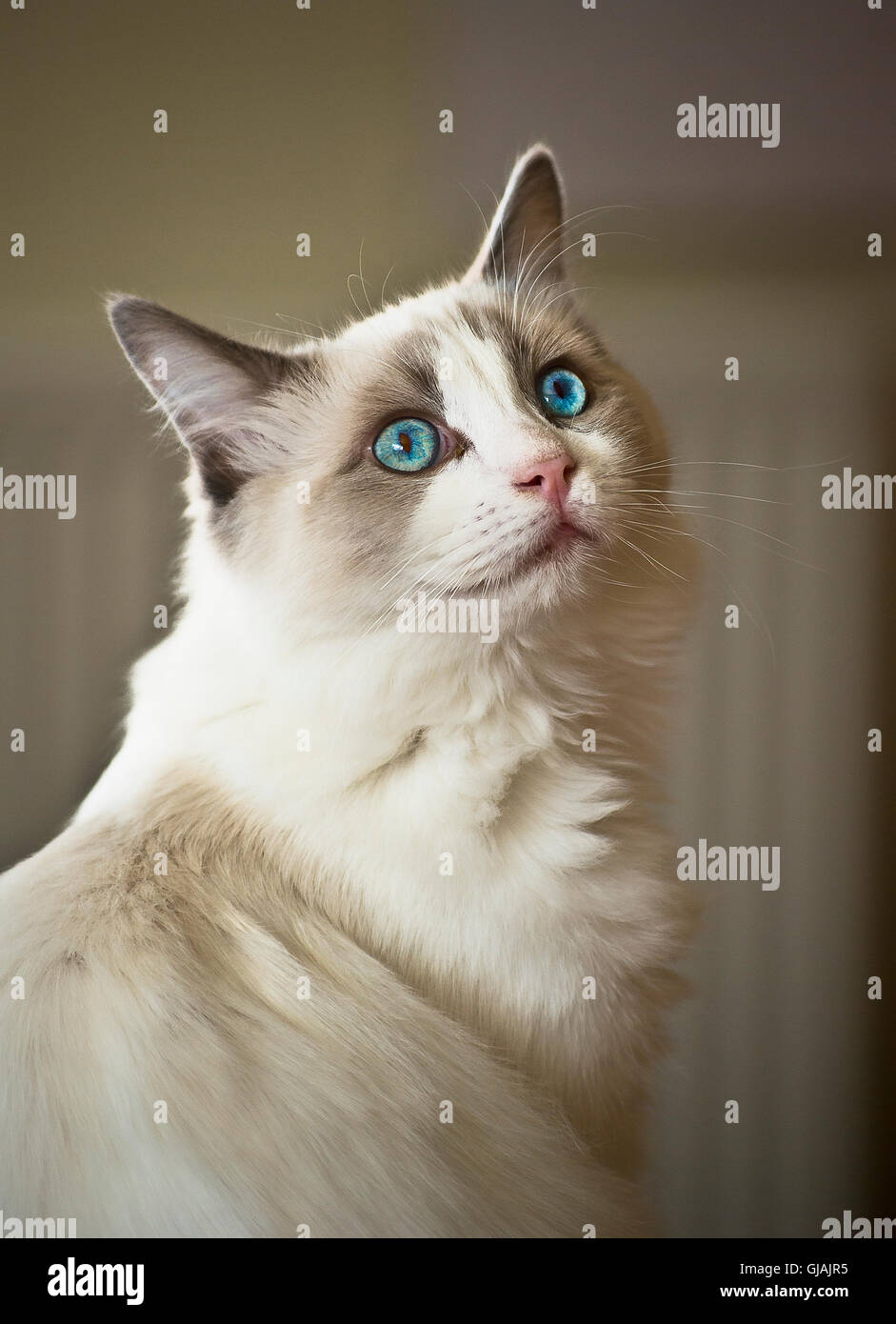Junge männliche Ragdoll Katze Stockfoto