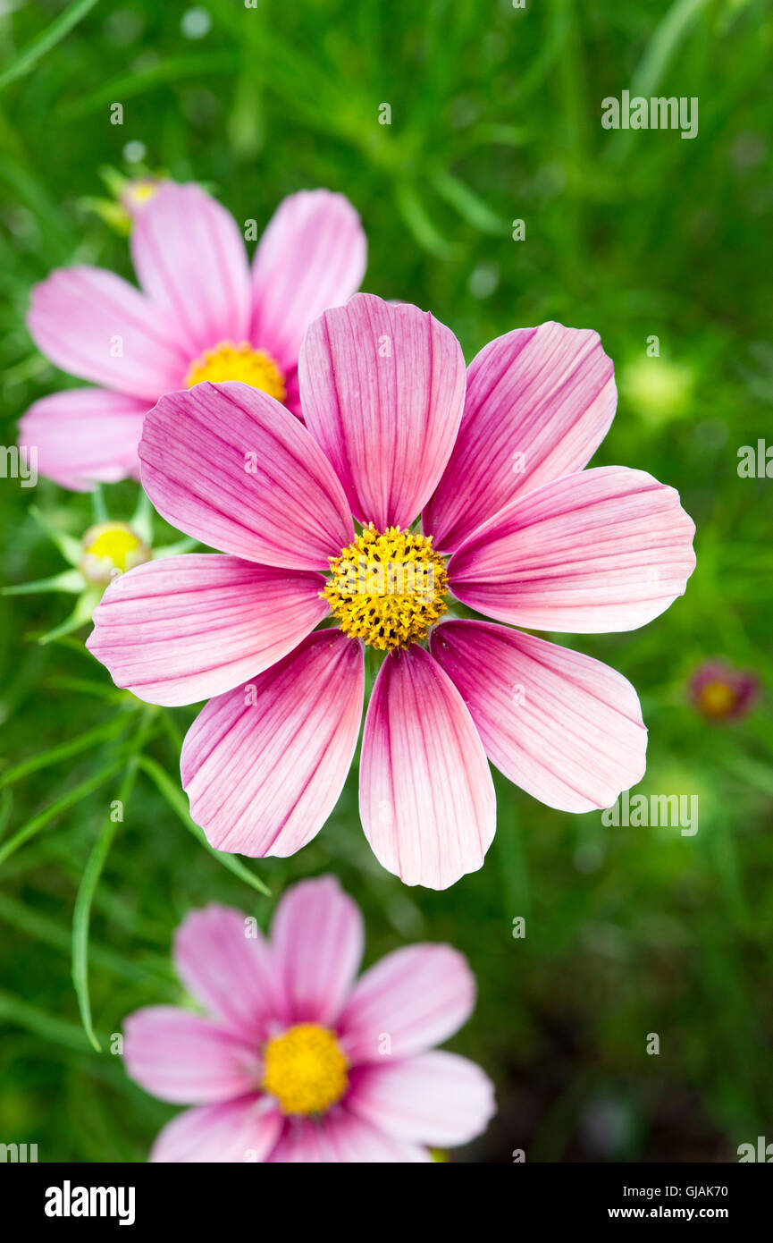 Cosmos Bipinnatus antike Blumen Stockfoto