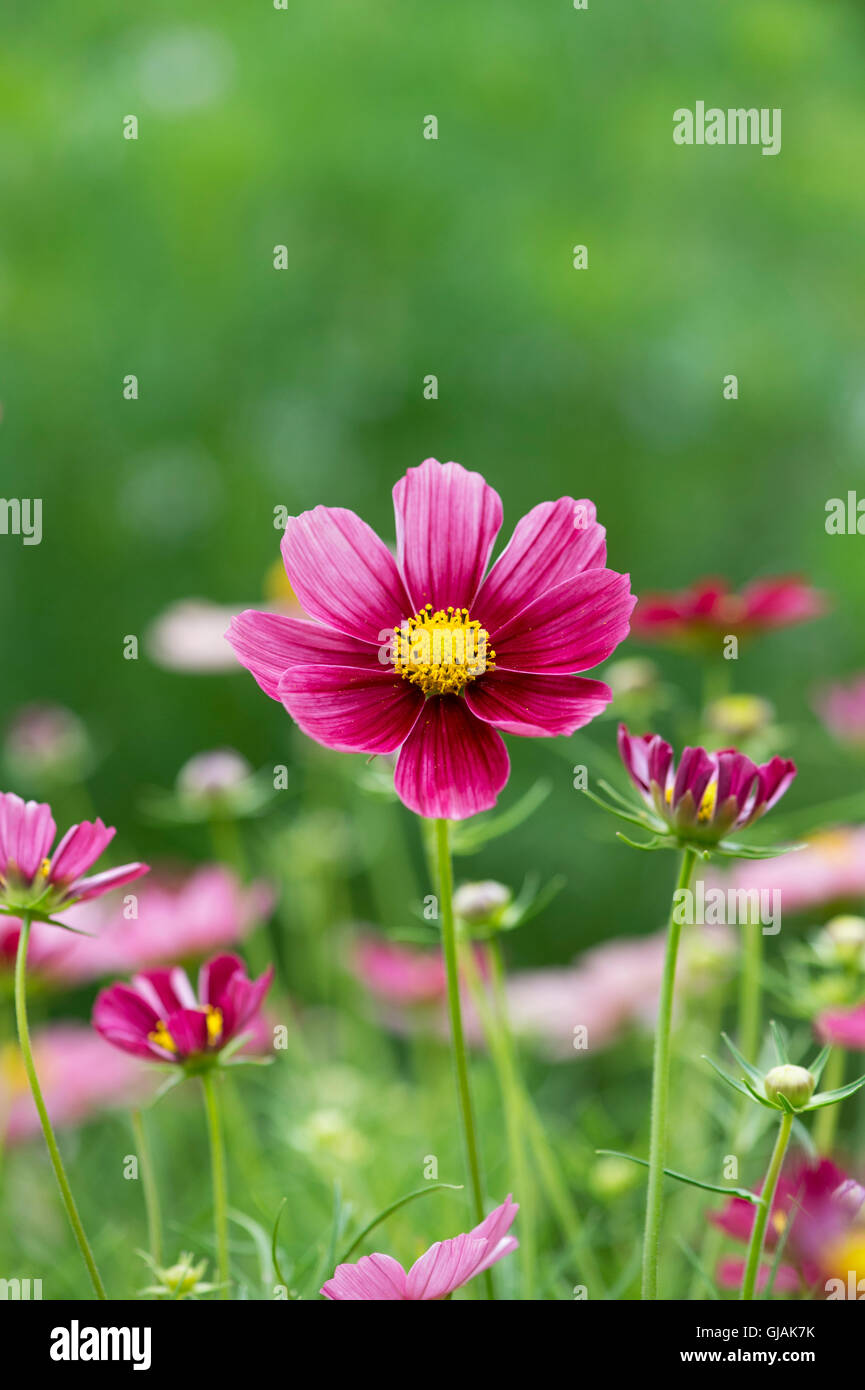 Cosmos Bipinnatus antike Blumen Stockfoto