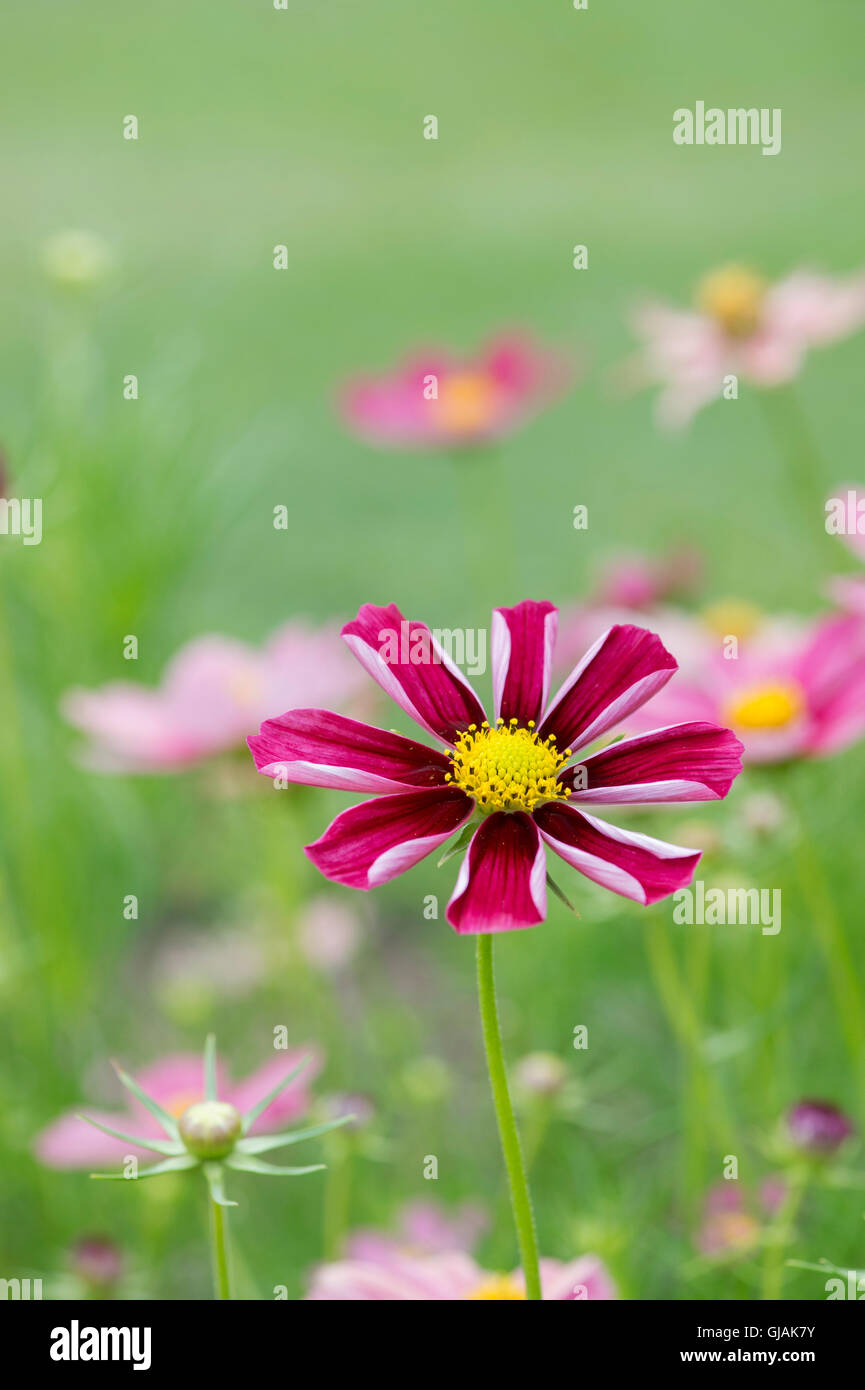 Cosmos Bipinnatus antike Blumen Stockfoto