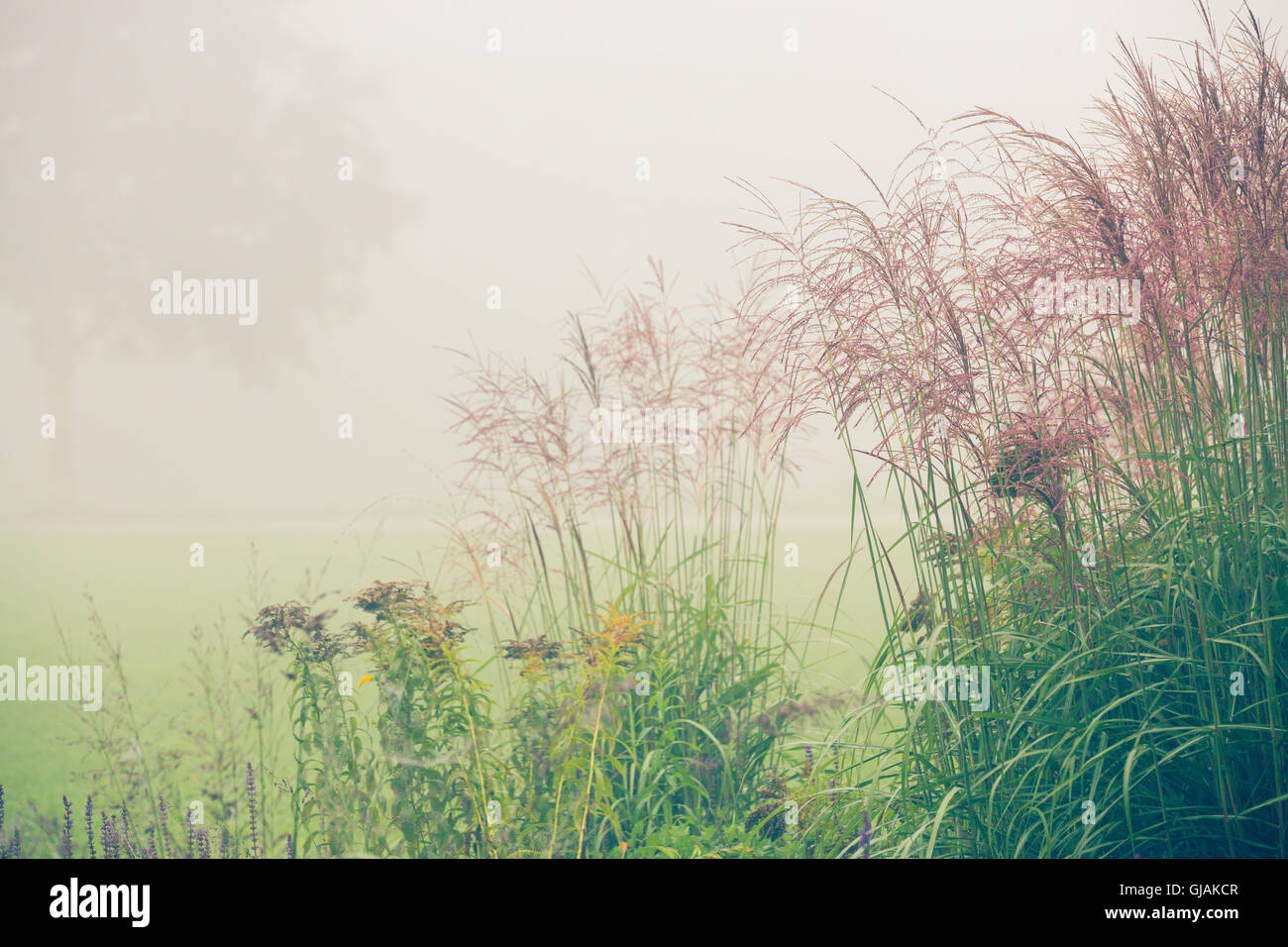 Grass bei nebligen Morgen Stockfoto