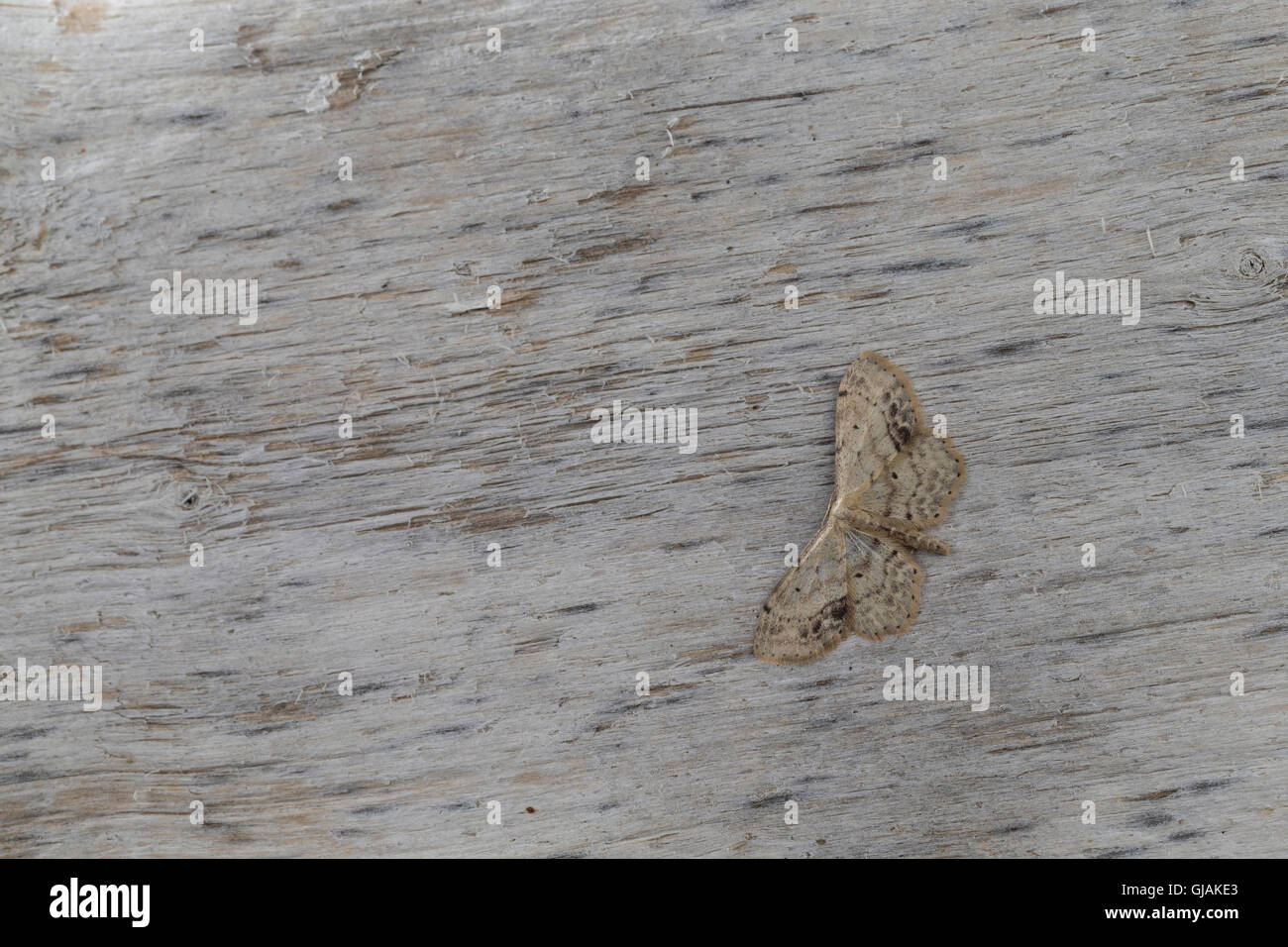 Braungewinkelter Zwergspanner, Schwarzpunktierter Kleinspanner, Idaea Dimidiata, Idaea Tauricola, Single-gepunktete Welle Stockfoto