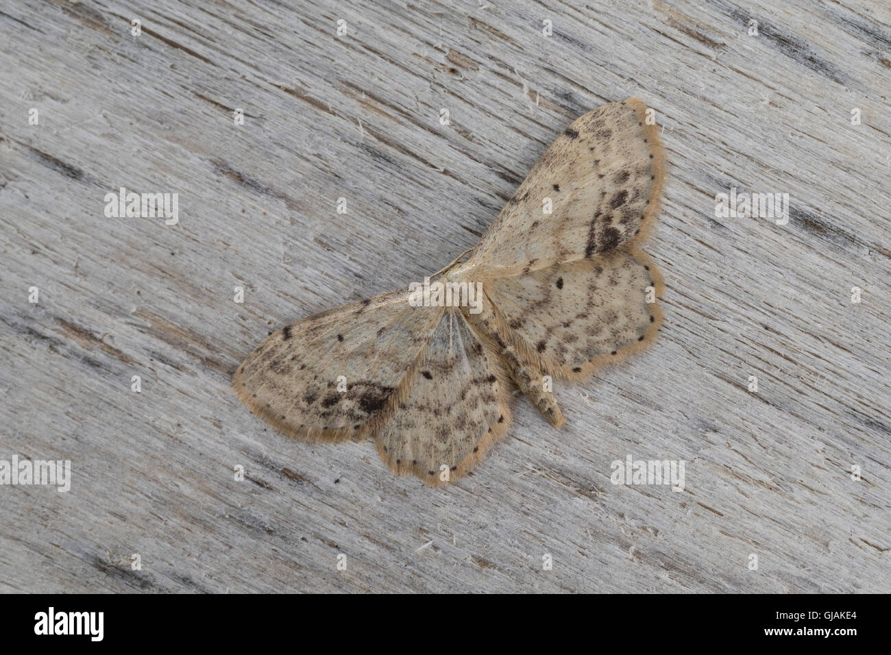 Braungewinkelter Zwergspanner, Schwarzpunktierter Kleinspanner, Idaea Dimidiata, Idaea Tauricola, Single-gepunktete Welle, Single-dot Stockfoto