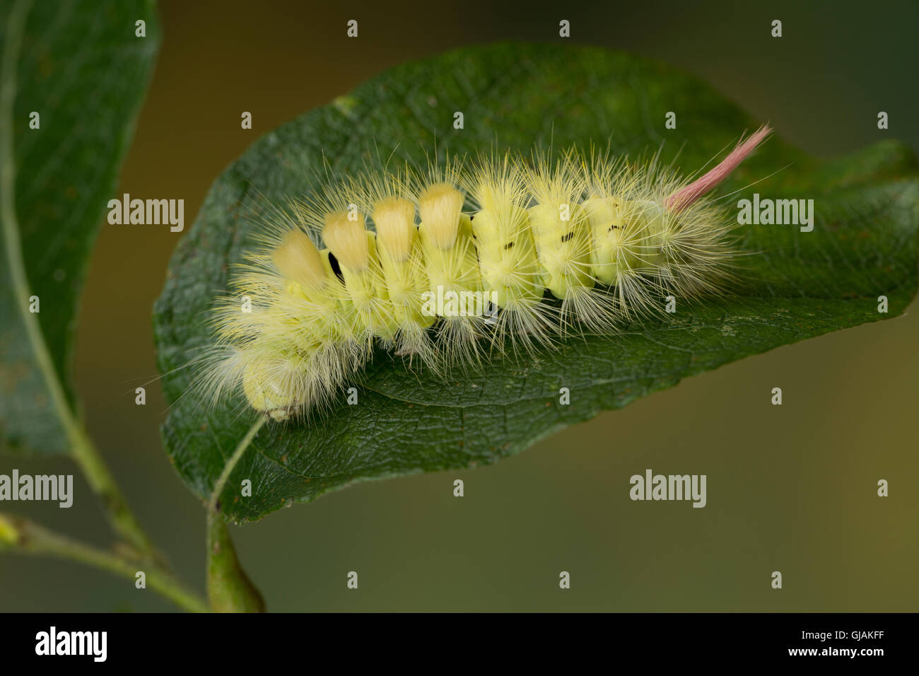 Buchen-Streckfuss, Buchen-Streckfuß, Buchenstreckfuß, Streckfuß, Rotschwanz, Buchenrotschwanz, Raupe, Calliteara Pudibunda, Dasy Stockfoto