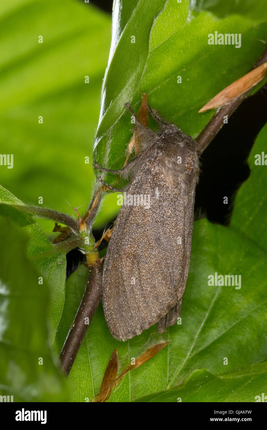 Buchen-Streckfuß, Buchenstreckfuß, Streckfuß, Rotschwanz, Buchen-Streckfuss, Buchenrotschwanz, Calliteara Pudibunda, Dasychira p Stockfoto