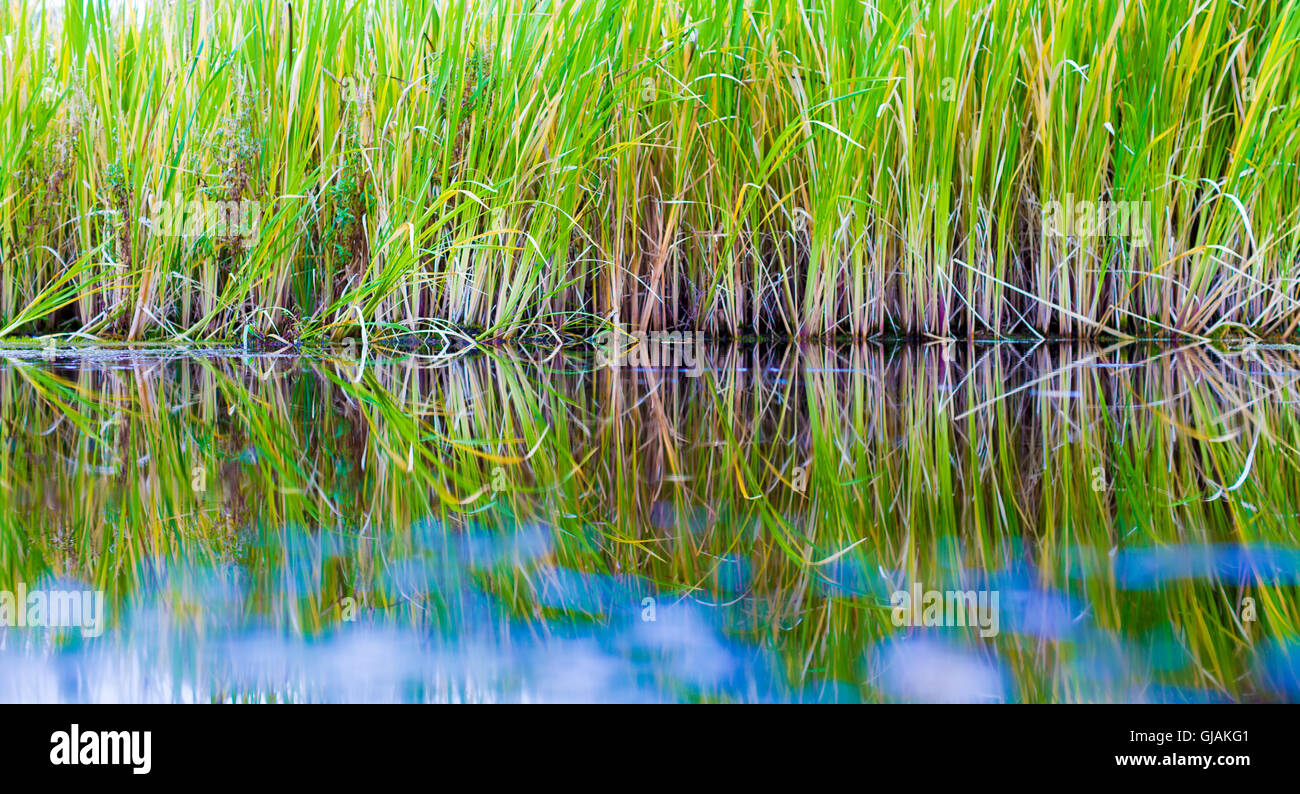 Wasser Rasen in See Stockfoto