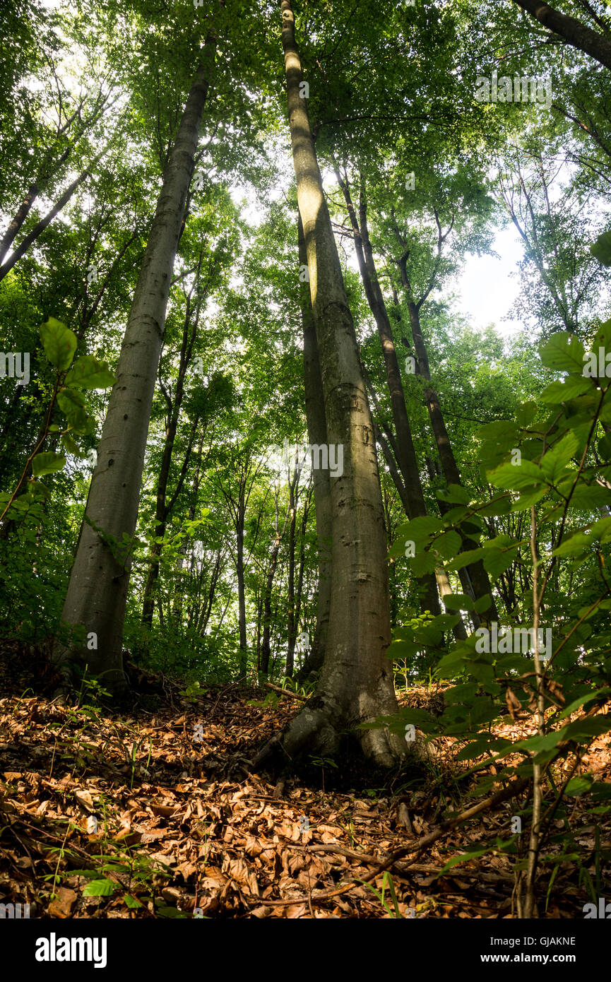 Buchen sind in der gemäßigten Zone von Europa, Asien und Nordamerika weit verbreitet. Ihr Holz wird zur Herstellung von Musical verwendet. Stockfoto