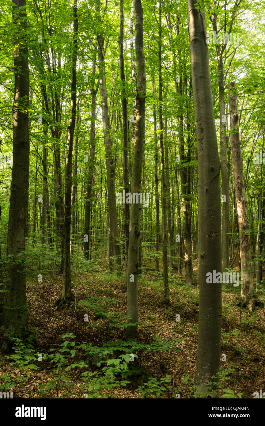 Buchen sind in der gemäßigten Zone von Europa, Asien und Nordamerika weit verbreitet. Ihr Holz wird zur Herstellung von Musical verwendet. Stockfoto