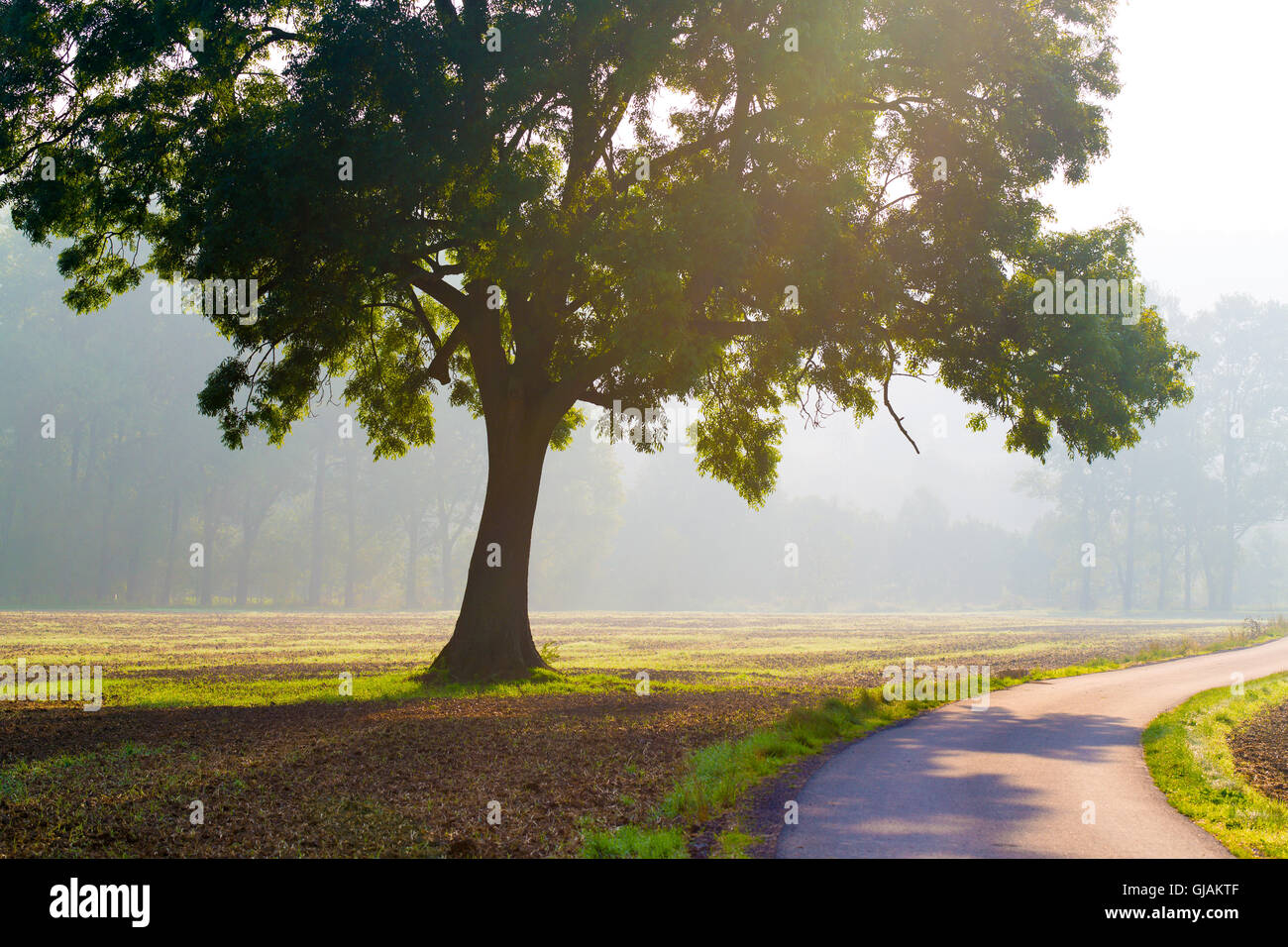 Morgennebel im Wald Stockfoto