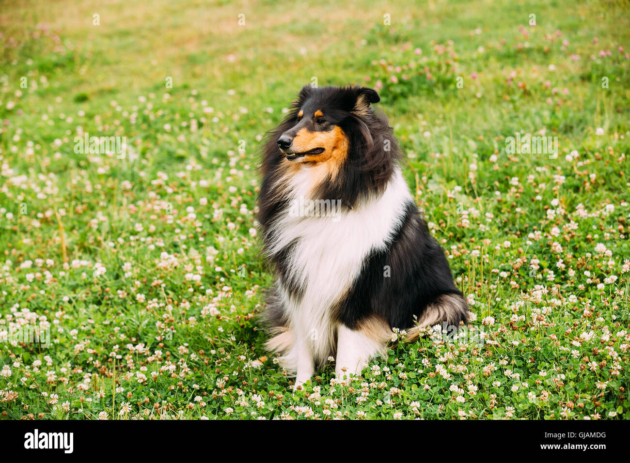 Tricolor Rough Collie, Scottish Collie, langhaariger Collie, Englisch Collie, Lassie Erwachsener Hund sitzt auf der Waldwiese Klee. Stockfoto
