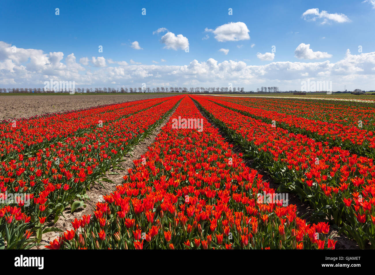Tulpen. Schöne bunte rote Blumen auf dem Hintergrund des blauen Himmels in der früh im Frühling, lebendige Blumen Hintergrund Stockfoto