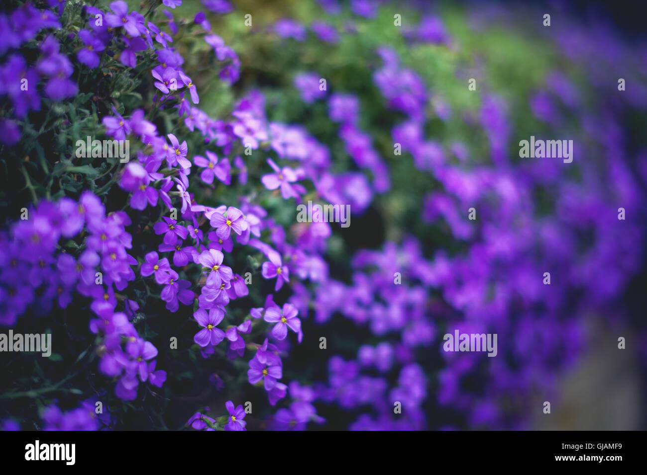 Blumen Hintergrund. Frühlingsgarten. Stockfoto