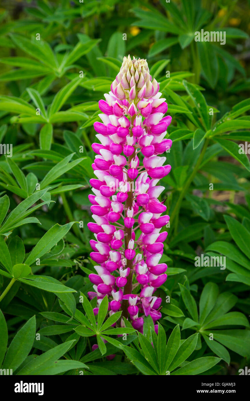 Nahaufnahme von lupine Wildblumen im Osten Bauline, Neufundland und Labrador, Kanada. Stockfoto