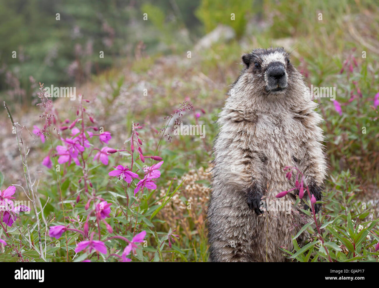 Hoary Marmot aufstehen in einem Feld von Weidenröschen im Sommer am White Pass nahe der kanadischen Grenze zu Alaska. Stockfoto