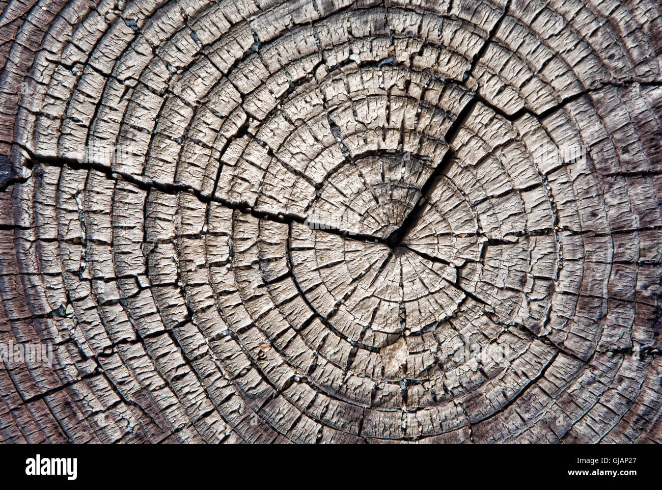 Nahaufnahme Makro von einem Baum mit Rissen. Stockfoto