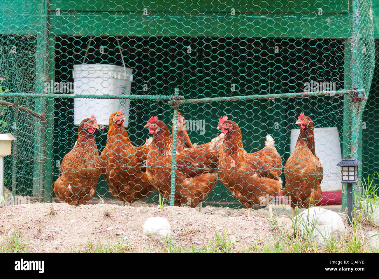 Hennen in einem Hühnerstall. Stockfoto
