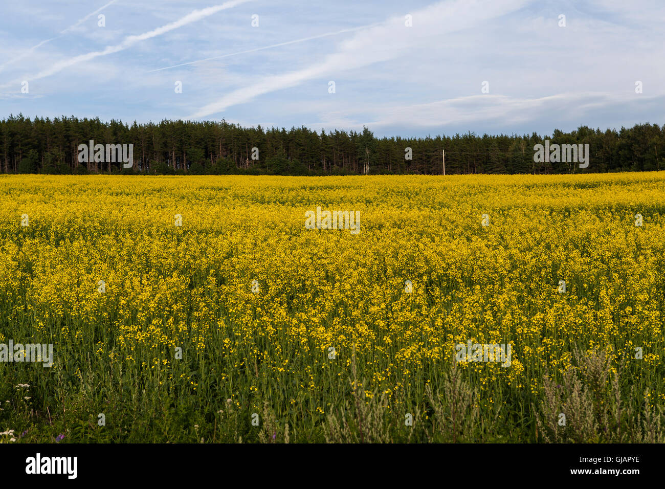 Raps, Raps Feld in Quebec Stockfoto