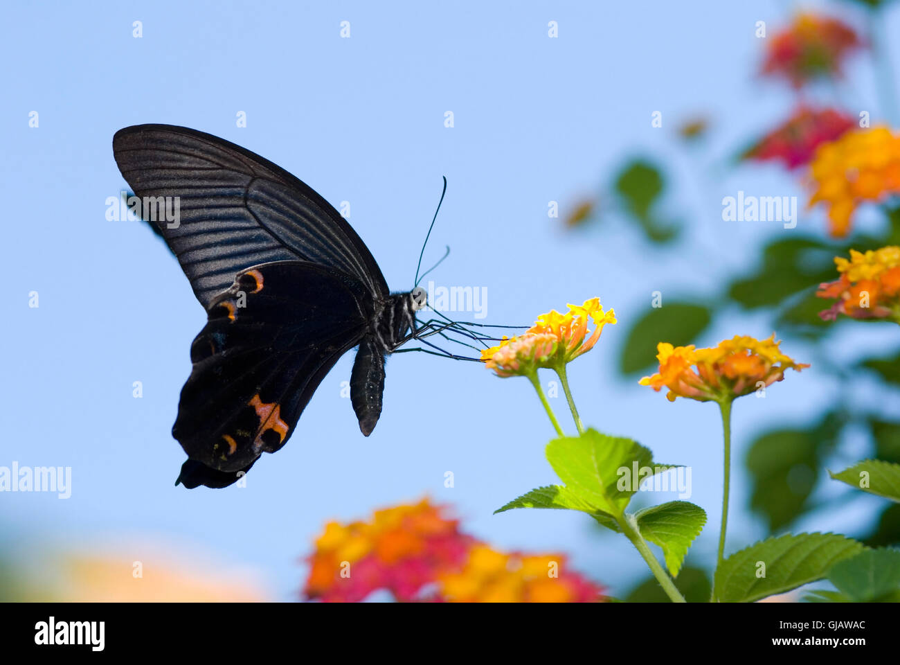 schönen Schwalbenschwanz Schmetterling fliegen Stockfoto