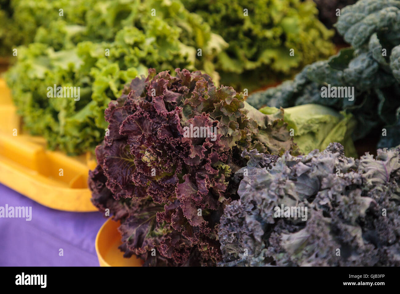 Lila und grüne Römersalat und Grünkohl angebaut und geerntet in Südkalifornien und auf einem Bauernmarkt angezeigt. Stockfoto