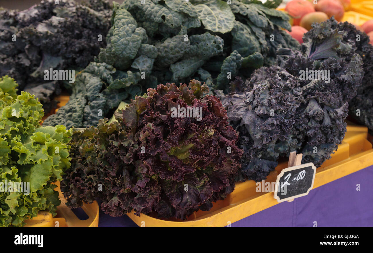 Lila und grüne Römersalat und Grünkohl angebaut und geerntet in Südkalifornien und auf einem Bauernmarkt angezeigt. Stockfoto