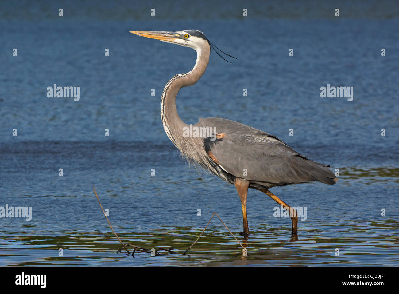 Great Blue Heron (Ardea Herodias). Myakka River State Park, Florida, USA. Stockfoto