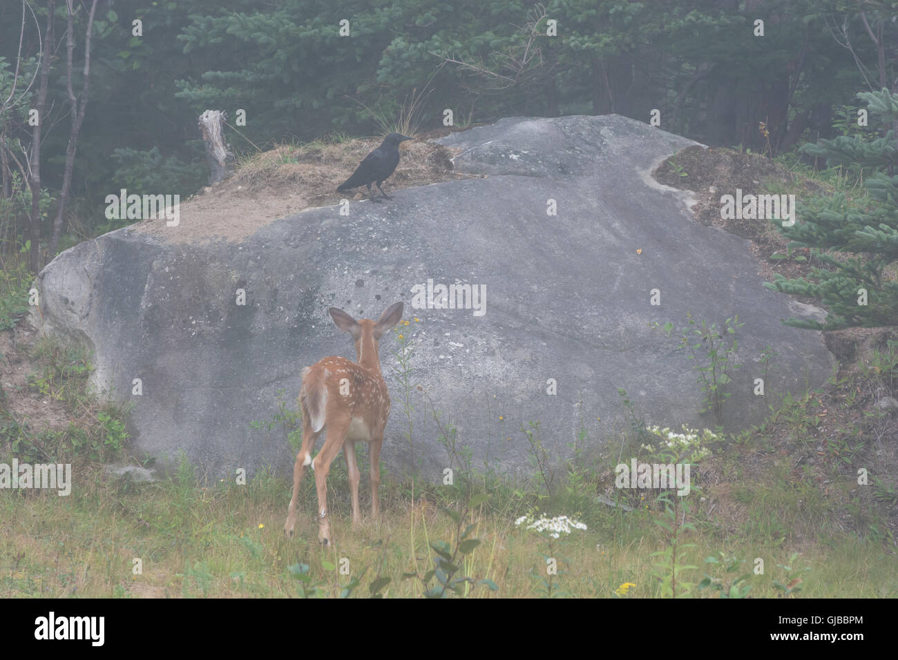 Weiß - angebundene Rotwild (Odocoileus Virginianus) fawn neugierig auf eine amerikanische Krähe (Corvus Brachyrhynchos). Stockfoto
