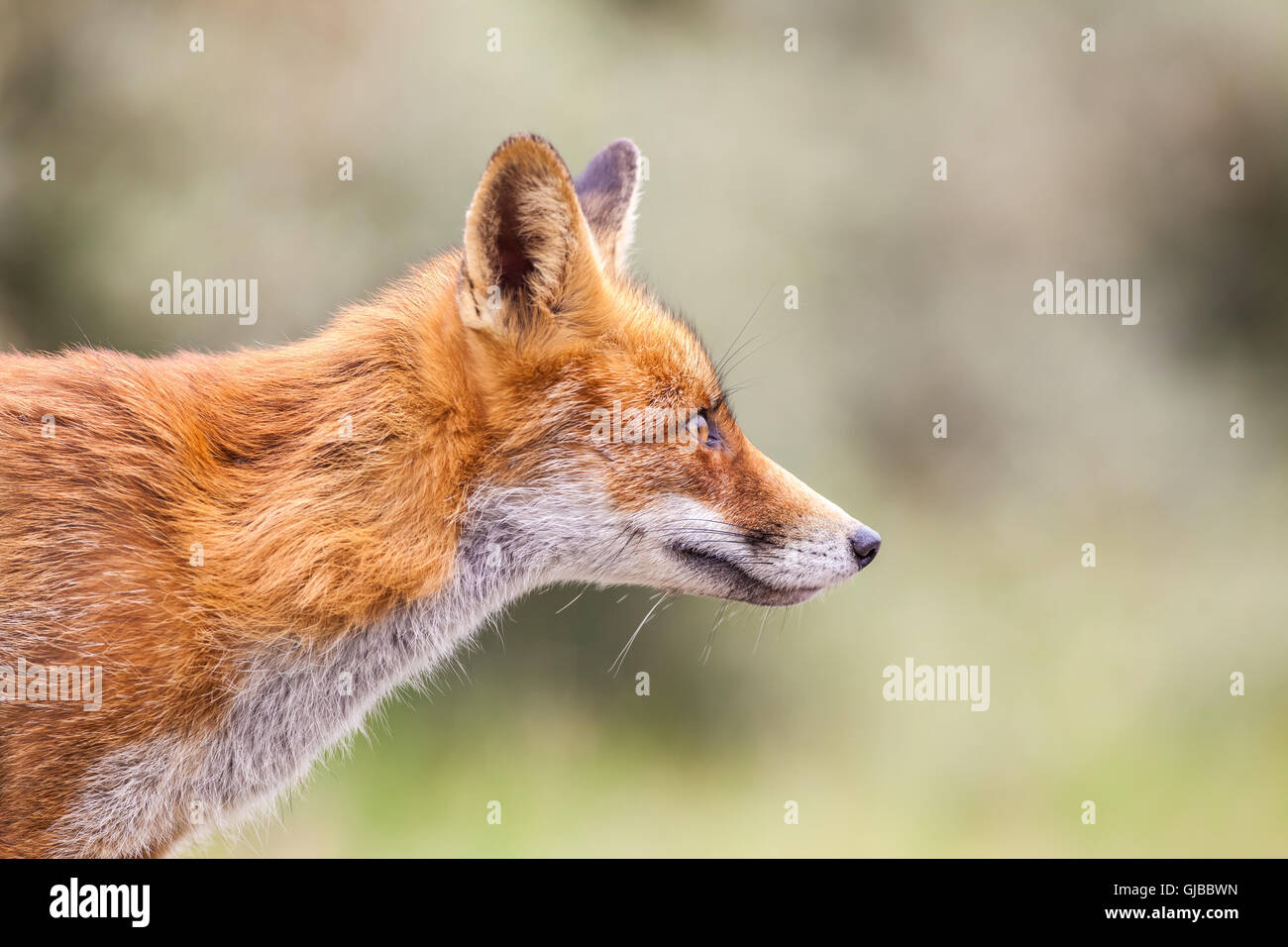 Amsterdamer Waterleidingduinen gibt es eine Familie von Rotfüchsen in Nahaufnahme Stockfoto