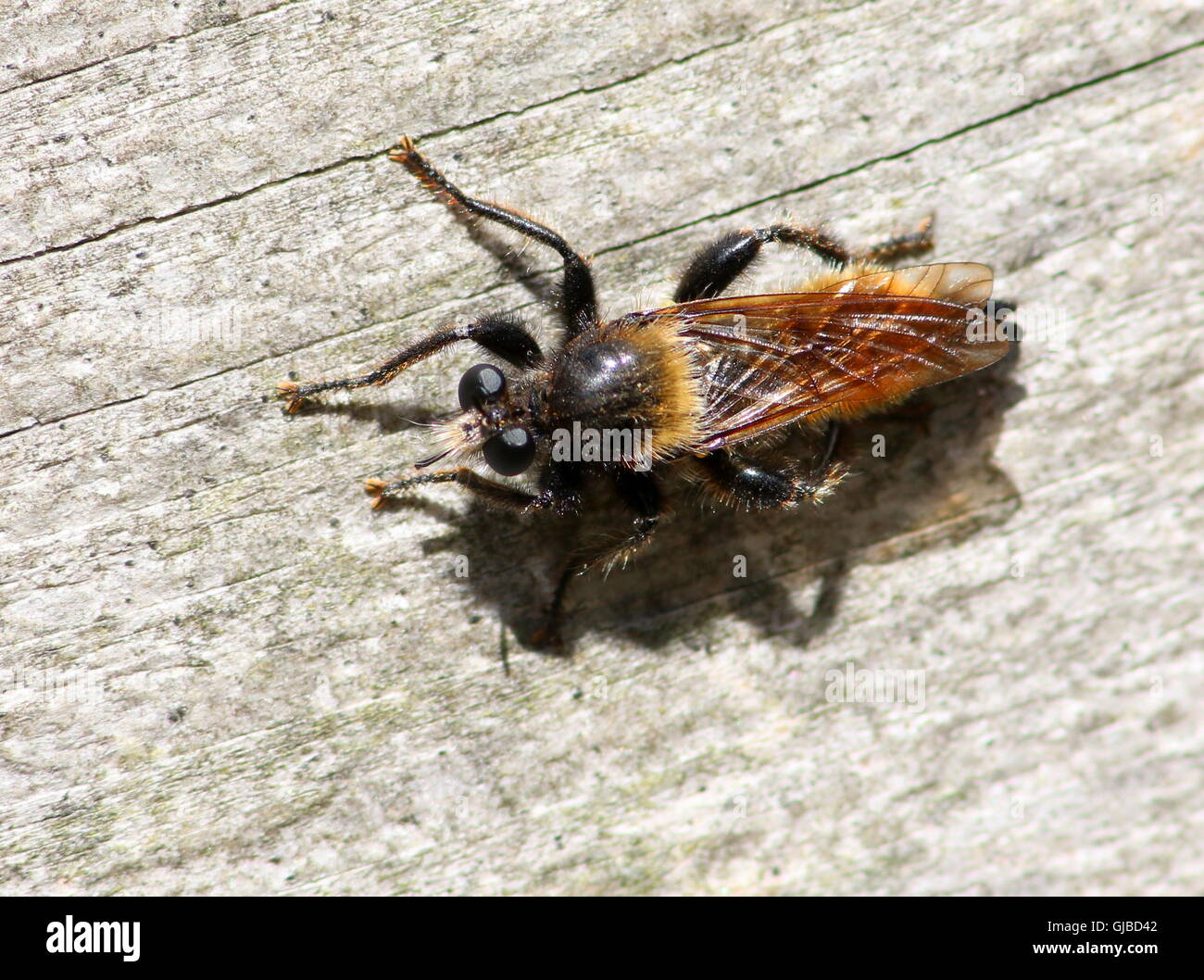 Laphria Flava, eine europäische Hummel imitiert Robberfly Arten, von oben gesehen. Stockfoto