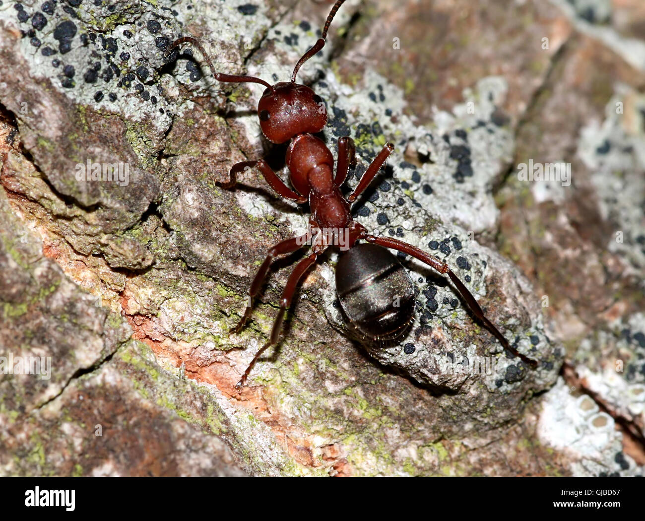 Europäische rote Waldameise (Formica Polyctena oder Formica Rufa) auf einem Baum Stockfoto