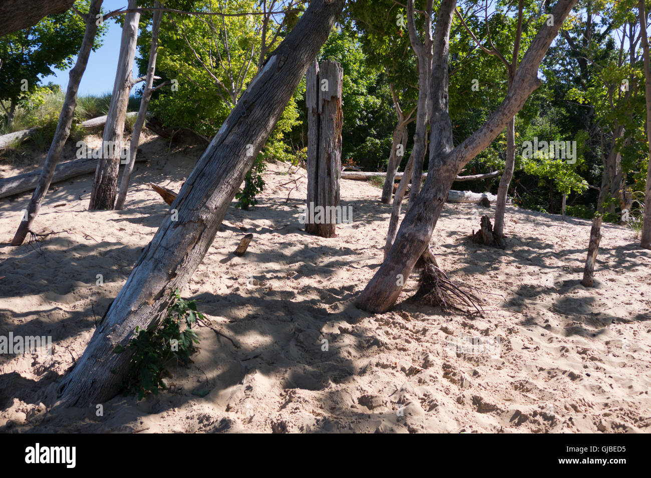 Fallen, sterben Bäume oben auf einer Sanddüne am Lake Michigan Ufer in der Nähe von Duck Lake State Park, Michigan. Stockfoto